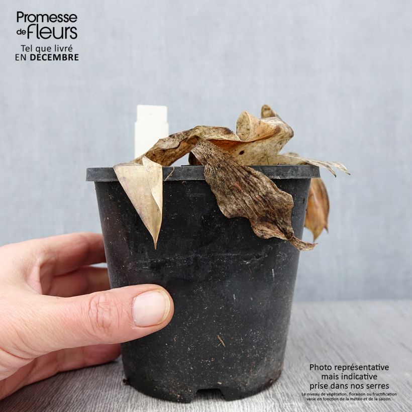 Amostra de Hosta tardiana Halcyon Vaso de 1 L/1,5 L tal como entregue no outono