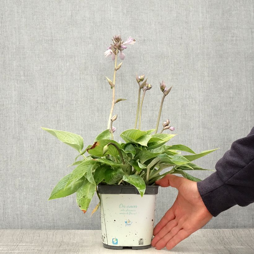 Amostra de Hosta tardiana Halcyon Vaso de 1 L/1,5 L tal como entregue no verão