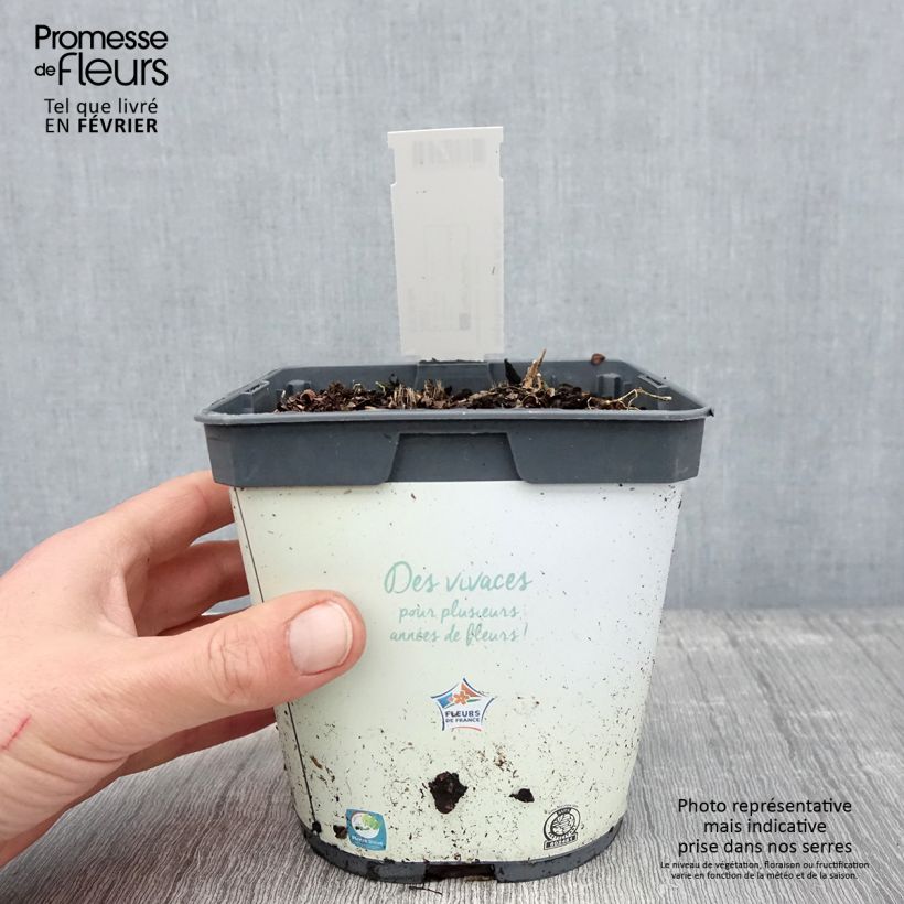 Amostra de Hosta tardiana Halcyon Vaso de 1 L/1,5 L tal como entregue no inverno