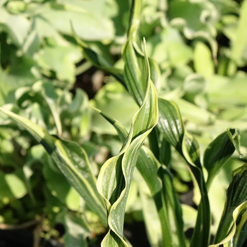 Hosta Hands Up (Folhagem)