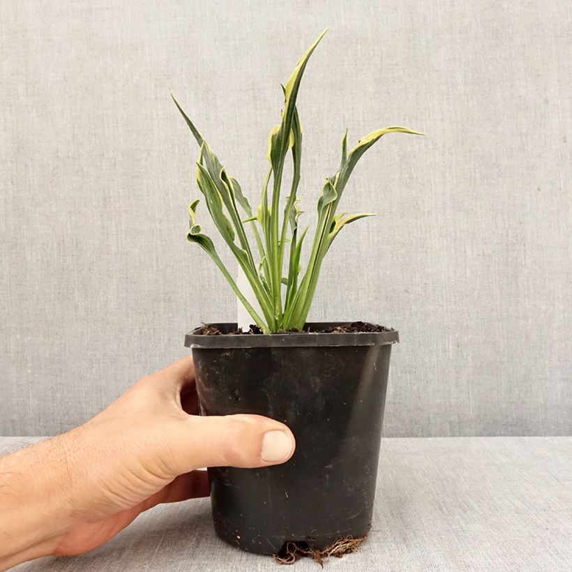 Amostra de Hosta Hands Up Vaso de 1,5 L/2 L tal como entregue no outono
