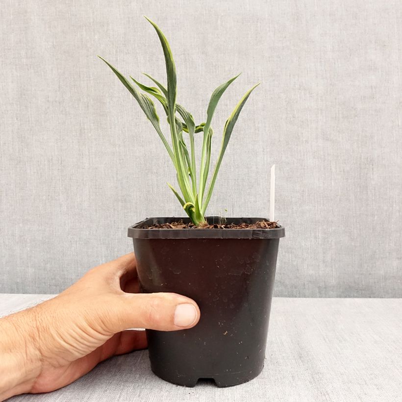 Amostra de Hosta Hands Up Vaso de 1,5 L/2 L tal como entregue no verão