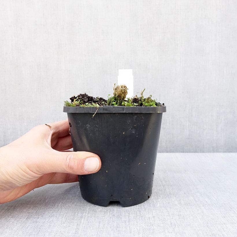 Amostra de Hosta Hands Up Pot de 1,5L/2L tal como entregue no inverno