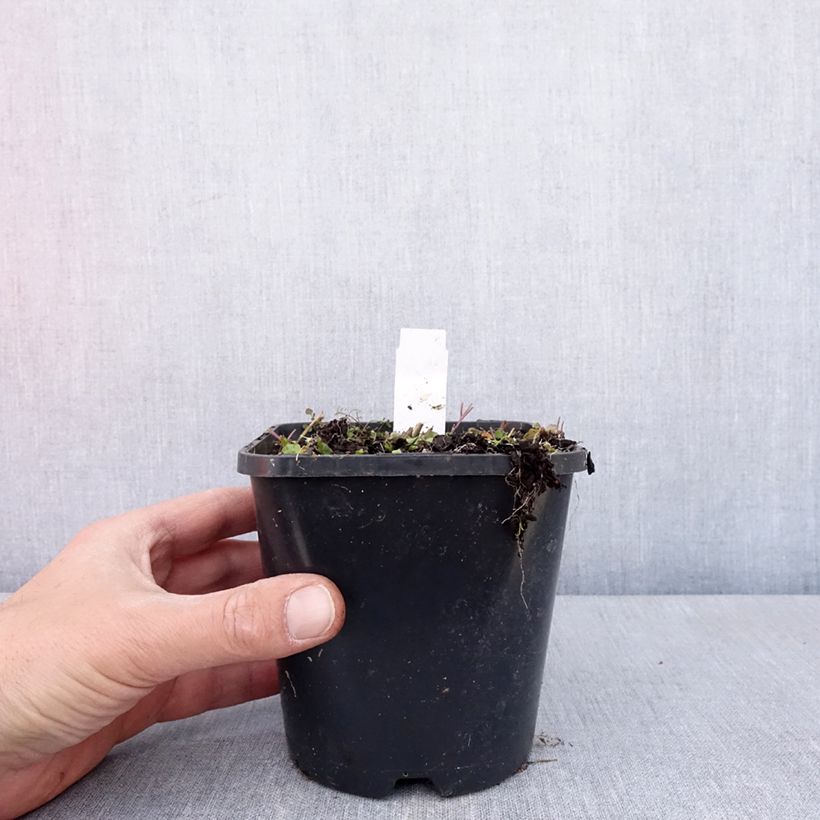 Amostra de Hosta Hands Up Vaso de 1,5 L/2 L tal como entregue na primavera