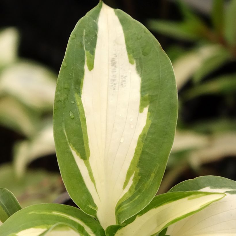 Hosta Hans - Funkia (Folhagem)