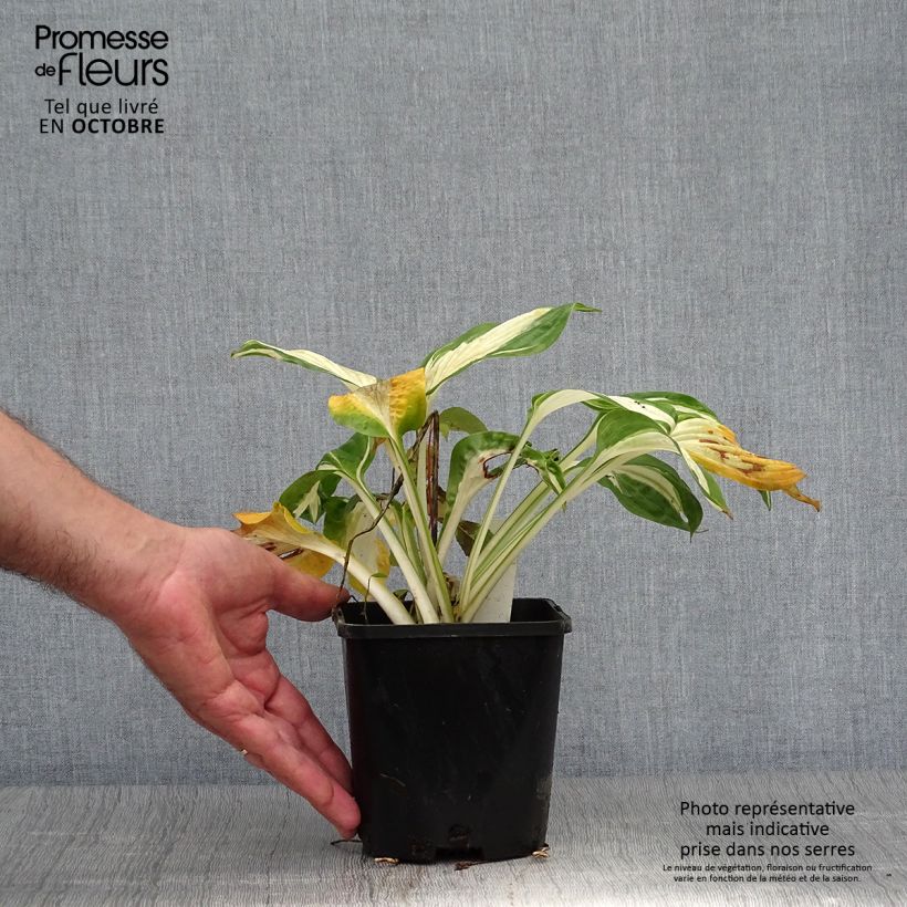 Amostra de Hosta Hans - Funkia Vaso de 1,5 L/2 L tal como entregue no outono