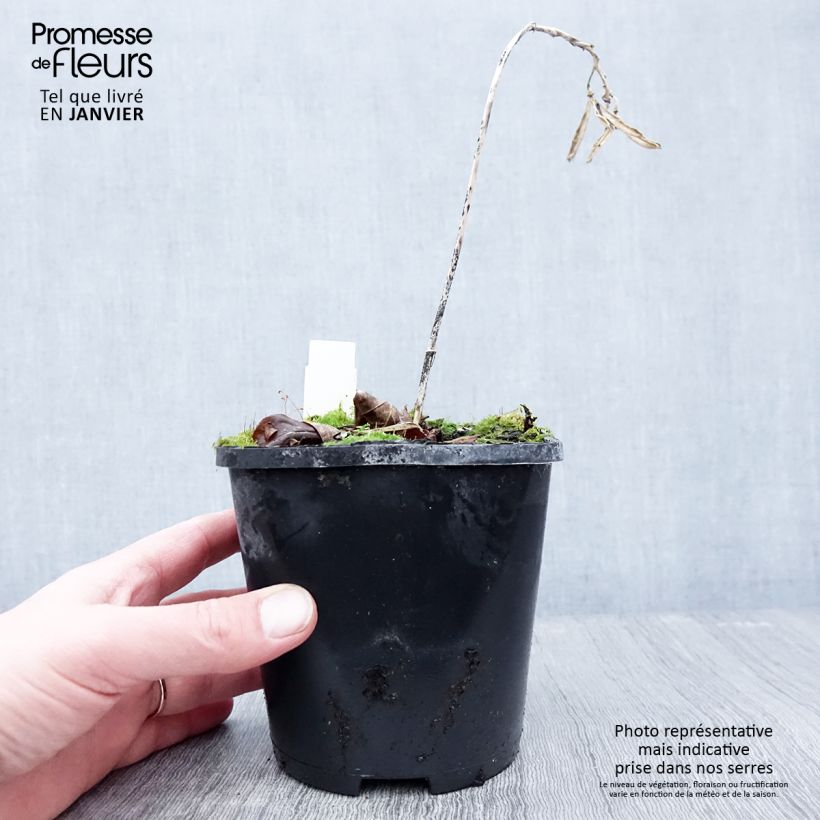 Amostra de Hosta Hans Pot de 1,5L/2L tal como entregue no inverno