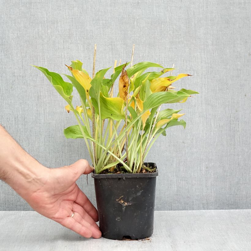 Amostra de Hosta Harry Van Trier Vaso de 1,5 L/2 L tal como entregue no outono