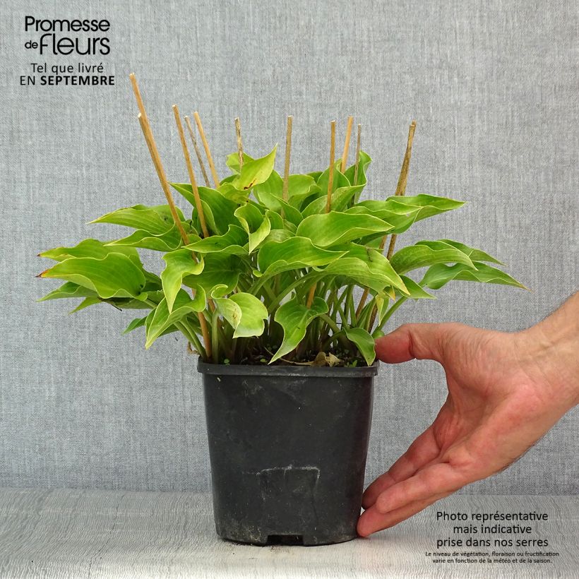 Amostra de Hosta Harry Van Trier Vaso de 1,5 L/2 L tal como entregue no verão