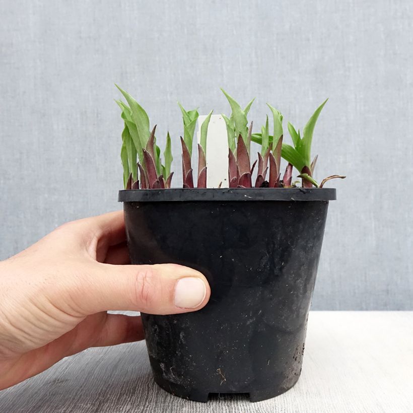 Amostra de Hosta Harry Van Trier Vaso de 1,5 L/2 L tal como entregue na primavera