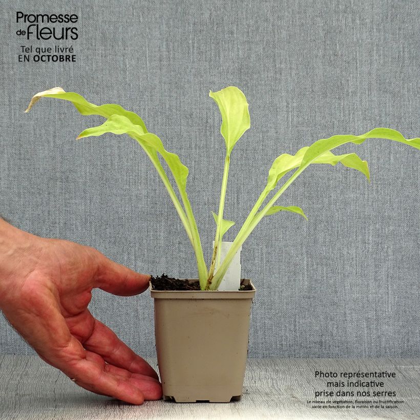 Amostra de Hosta Honeybells Vaso de 8/9 cm tal como entregue no outono