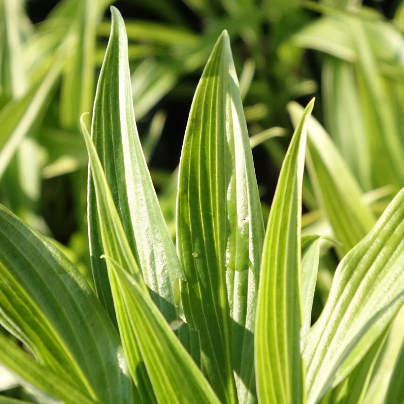 Hosta Hyuga Urajiro - Funkia (Folhagem)
