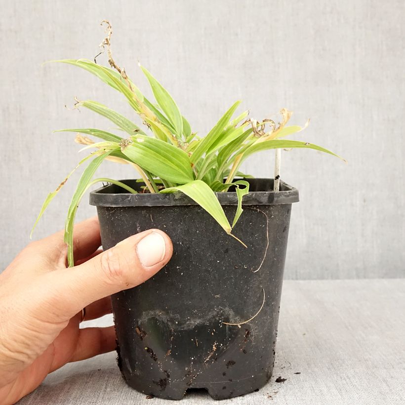 Amostra de Hosta Hyuga Urajiro - Funkia Vaso de 1,5 L/2 L tal como entregue no outono