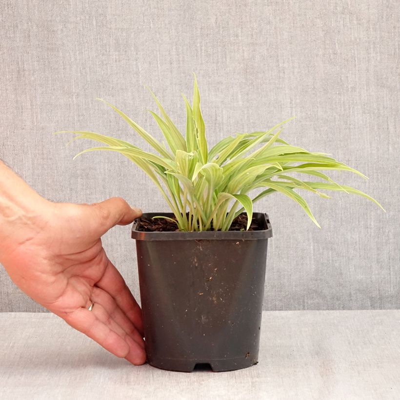 Amostra de Hosta Hyuga Urajiro - Funkia Vaso de 1,5 L/2 L tal como entregue no verão
