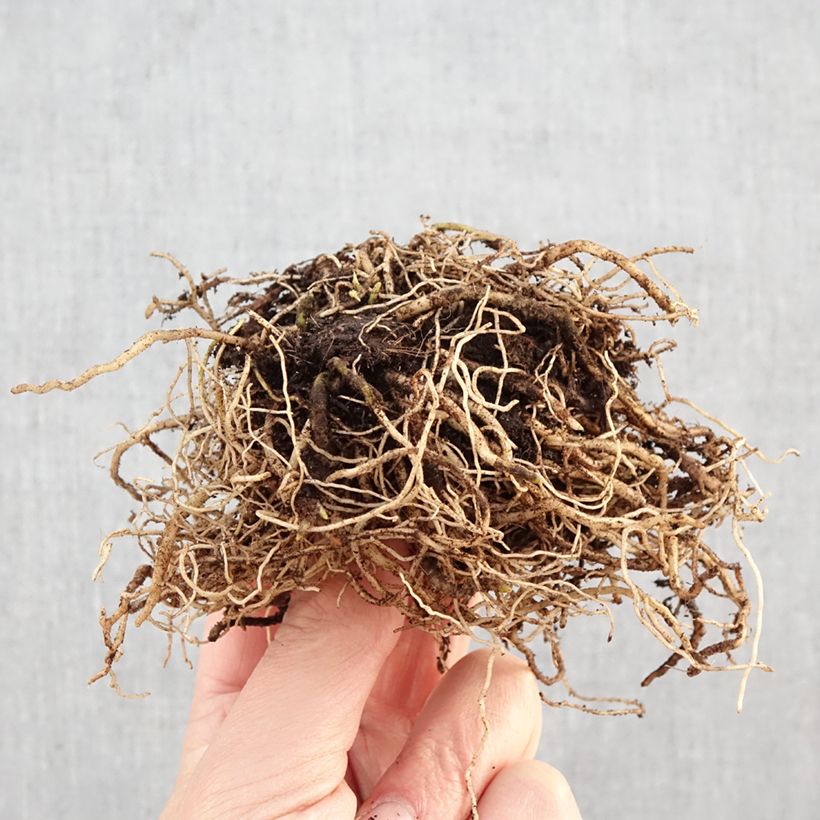 Amostra de Hosta Hyuga Urajiro - Funkia Raízes nuas tal como entregue no inverno