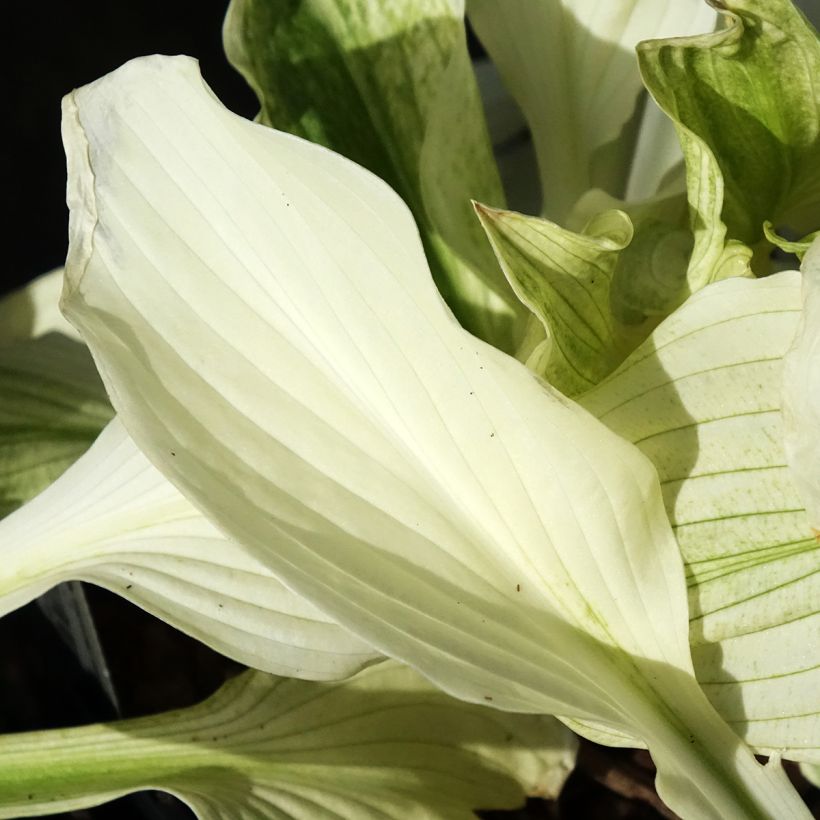 Hosta Improved White Feather (Folhagem)