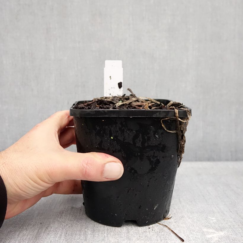 Amostra de Hosta Improved White Feather Vaso de 1,5 L/2 L tal como entregue no outono