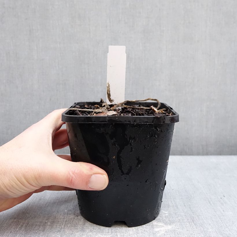 Amostra de Hosta Improved White Feather Vaso de 1,5 L/2 L tal como entregue no inverno