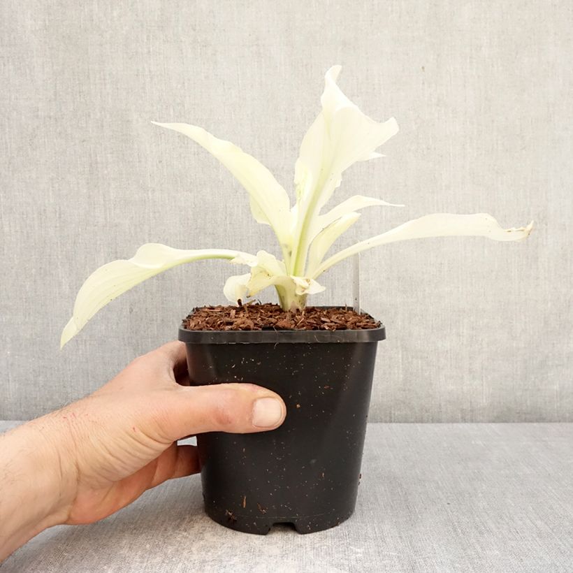 Amostra de Hosta Improved White Feather Vaso de 1,5 L/2 L tal como entregue na primavera
