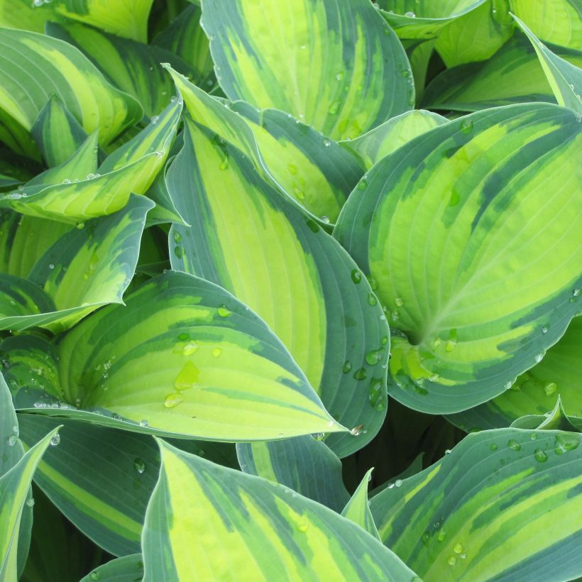 Hosta tardiana June (Folhagem)
