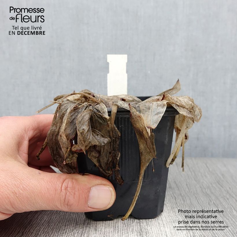 Amostra de Hosta tardiana June Vaso de 8/9 cm tal como entregue no outono