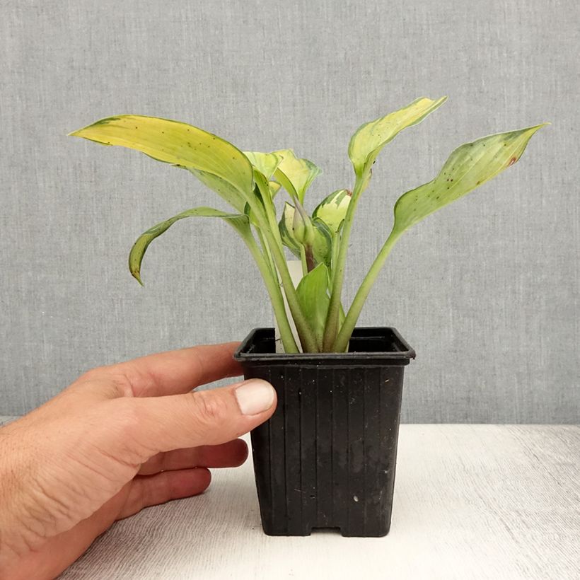 Amostra de Hosta tardiana June Vaso de 8/9 cm tal como entregue no verão