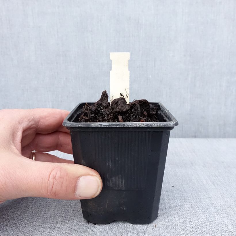 Amostra de Hosta June Vaso de 8/9 cm tal como entregue no inverno