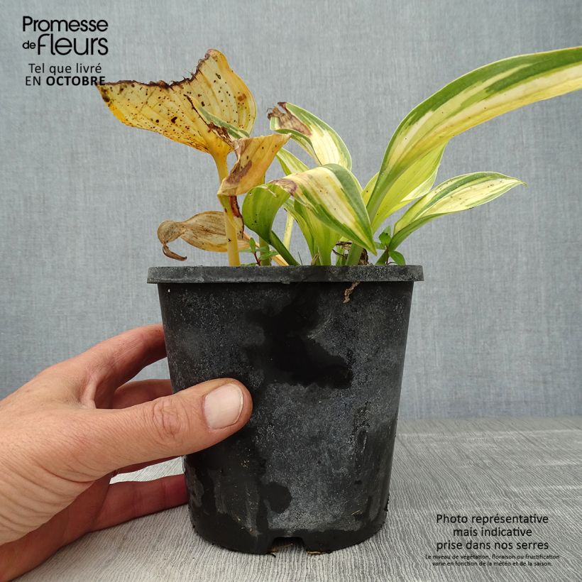 Amostra de Hosta tardiana June Vaso de 1,5 L/2 L tal como entregue no outono