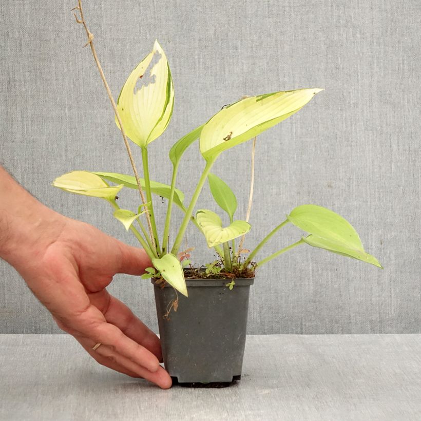 Amostra de Hosta tardiana June Fever Vaso de 8/9 cm tal como entregue no outono