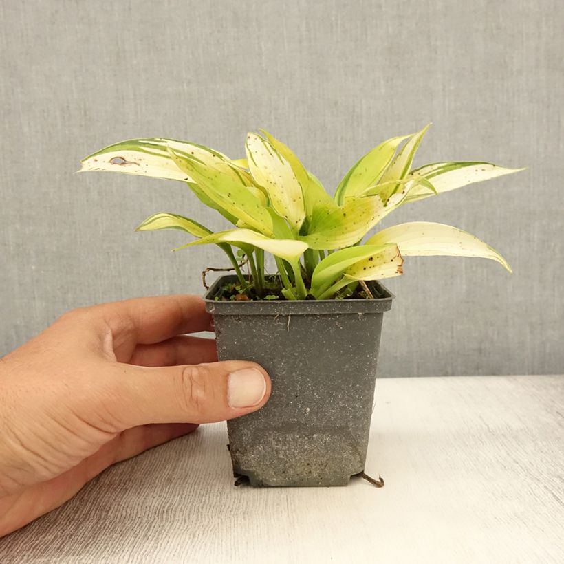 Amostra de Hosta tardiana June Fever Vaso de 8/9 cm tal como entregue no verão