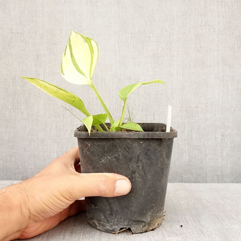 Amostra de Hosta tardiana June Fever Vaso de 1,5 L/2 L tal como entregue no outono