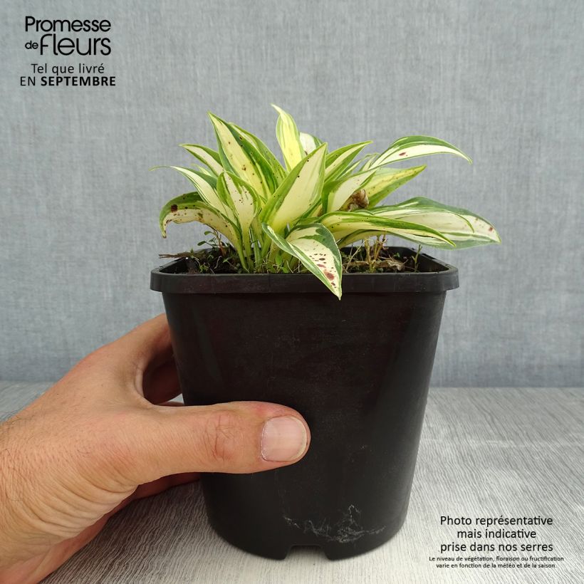 Amostra de Hosta tardiana June Fever Vaso de 1,5 L/2 L tal como entregue no verão