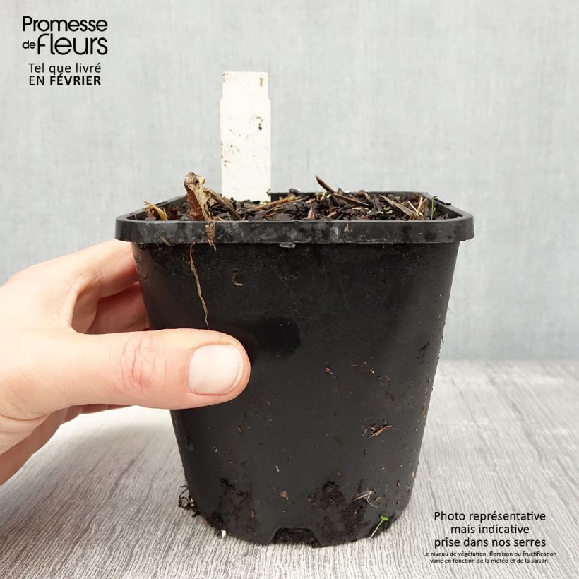 Amostra de Hosta June Fever Vaso de 1,5 L/2 L tal como entregue no inverno