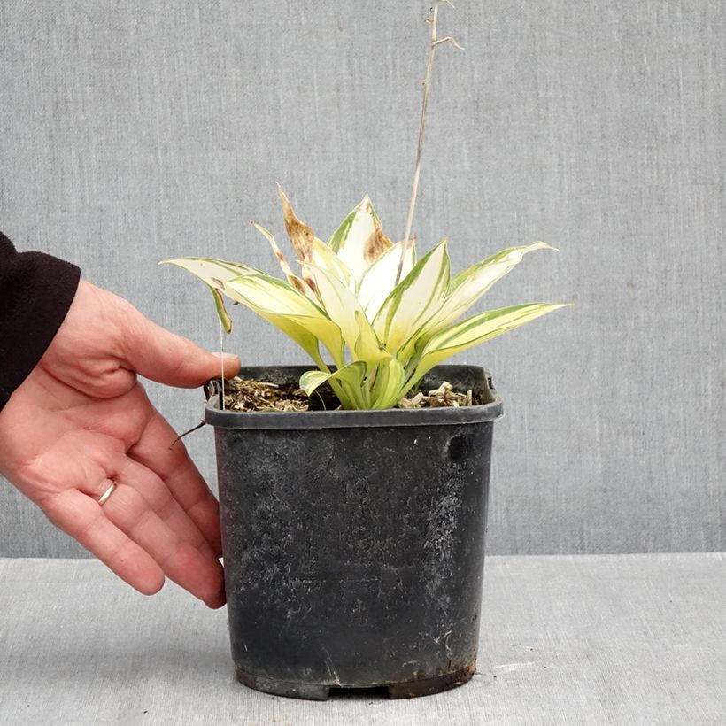 Amostra de Hosta June Vaso de 2 L/3 L tal como entregue no outono