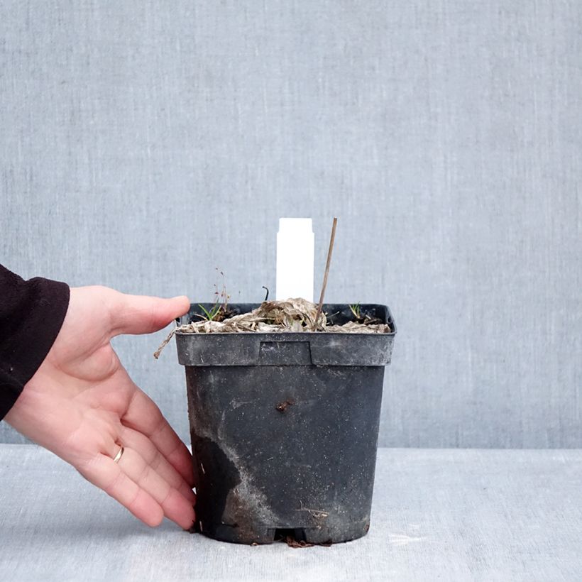 Amostra de Hosta tardiana June Vaso de 2 L/3 L tal como entregue no inverno