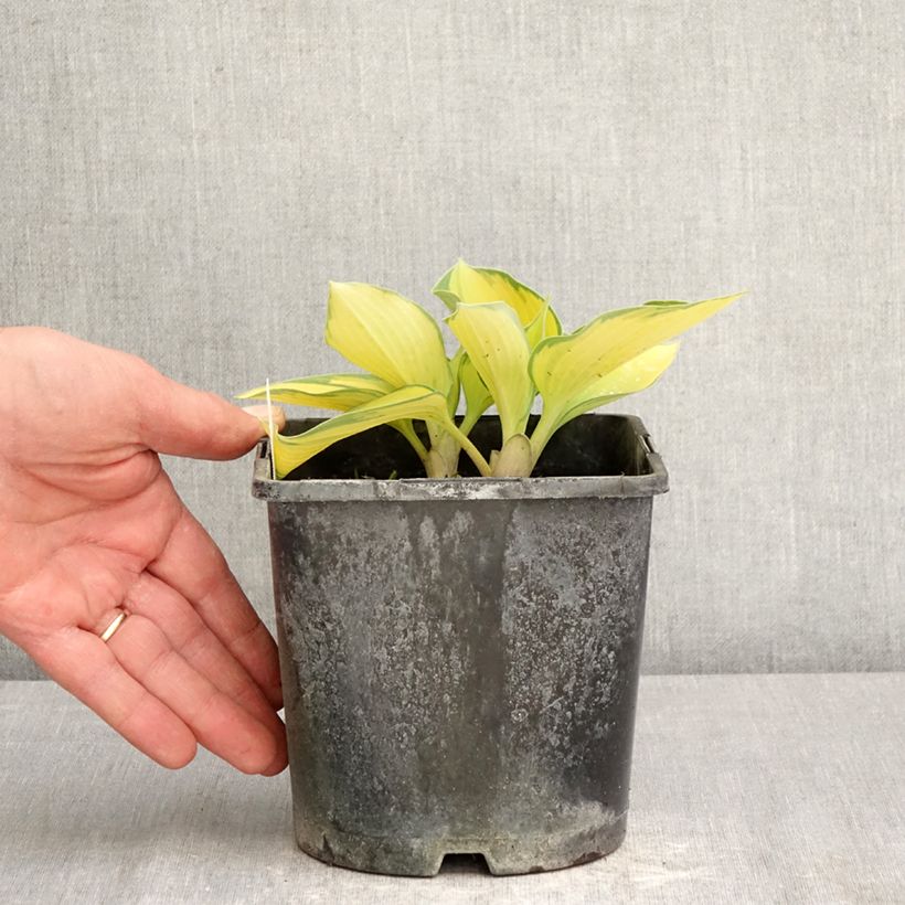 Amostra de Hosta tardiana June Vaso de 2 L/3 L tal como entregue na primavera