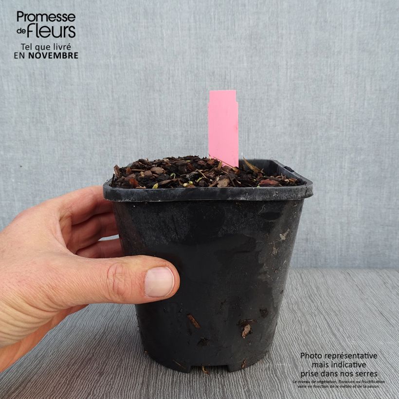 Amostra de Hosta Jurassic Park Vaso de 1,5 L/2 L tal como entregue no outono