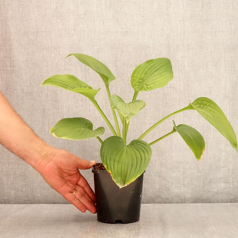 Amostra de Hosta Jurassic Park Vaso de 1,5 L/2 L tal como entregue no verão