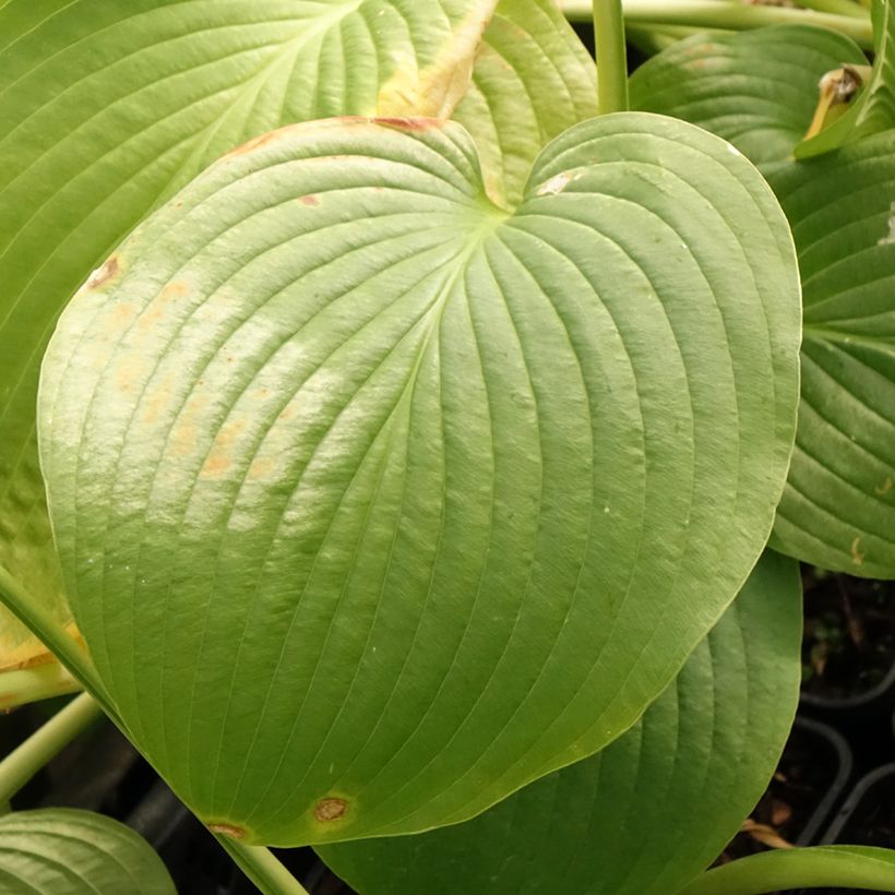 Hosta Jurassic Park (Folhagem)