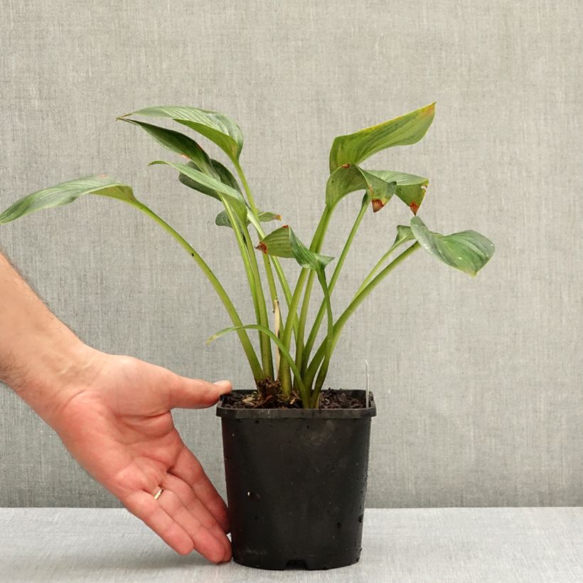 Amostra de Hosta Justine - Funkia Vaso de 1,5 L/2 L tal como entregue no outono