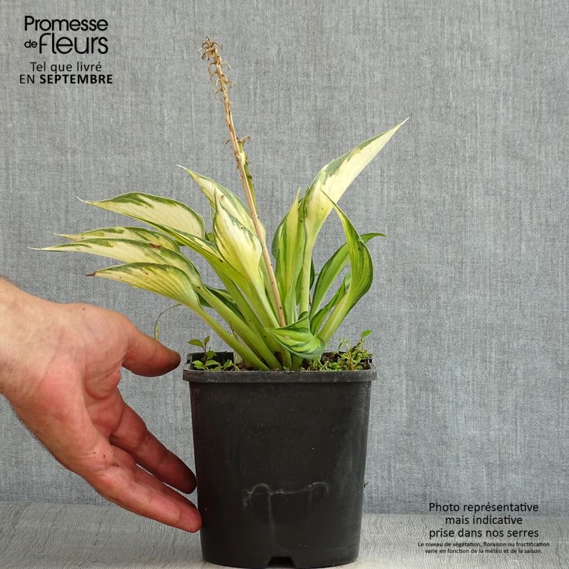 Amostra de Hosta Justine - Funkia Vaso de 1,5 L/2 L tal como entregue no verão