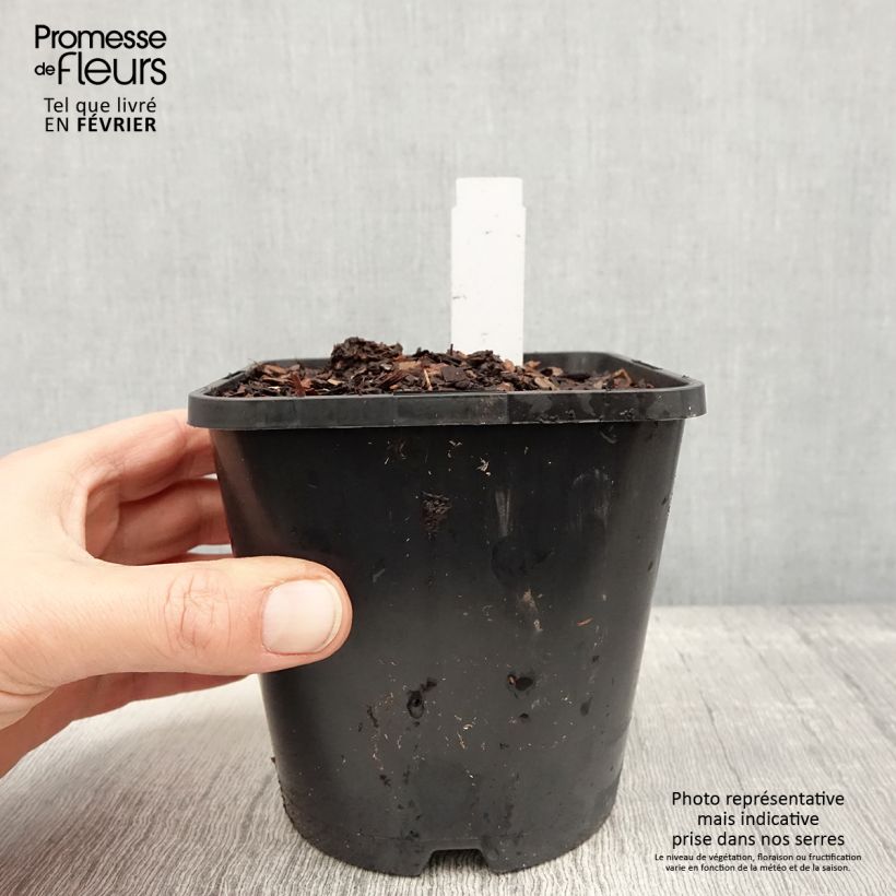 Amostra de Hosta Justine Vaso de 1,5 L/2 L tal como entregue no inverno