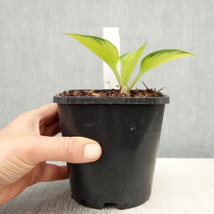 Amostra de Hosta Justine Vaso de 1,5 L/2 L tal como entregue na primavera