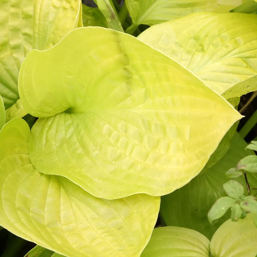 Hosta Ki Ren Jyaku - Funkia (Folhagem)