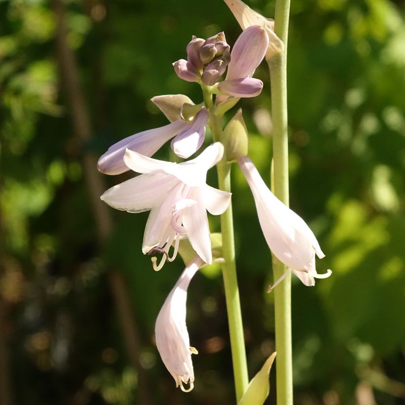 Hosta Ki Ren Jyaku - Funkia (Floração)