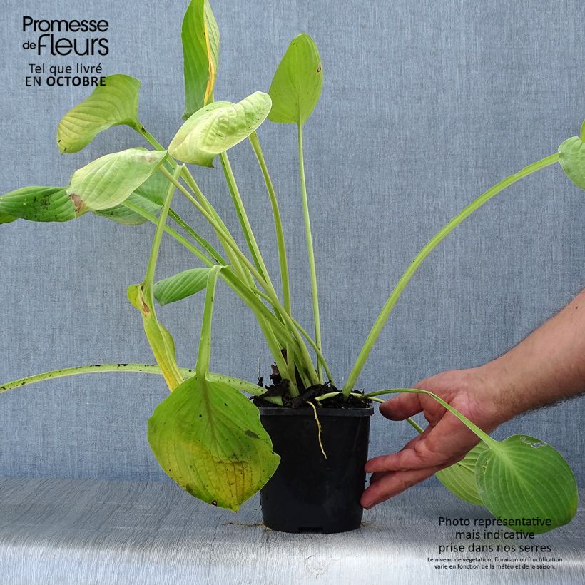 Amostra de Hosta Ki Ren Jyaku - Funkia Vaso de 1,5 L/2 L tal como entregue no outono
