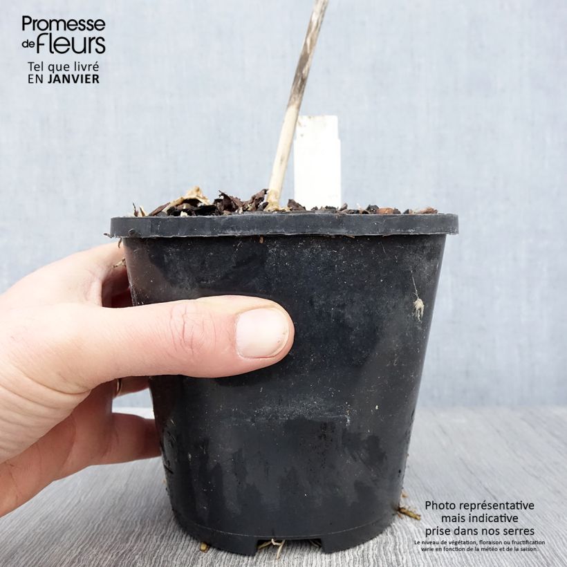 Amostra de Hosta Ki Ren Jyaku Pot de 1,5L/2L tal como entregue no inverno