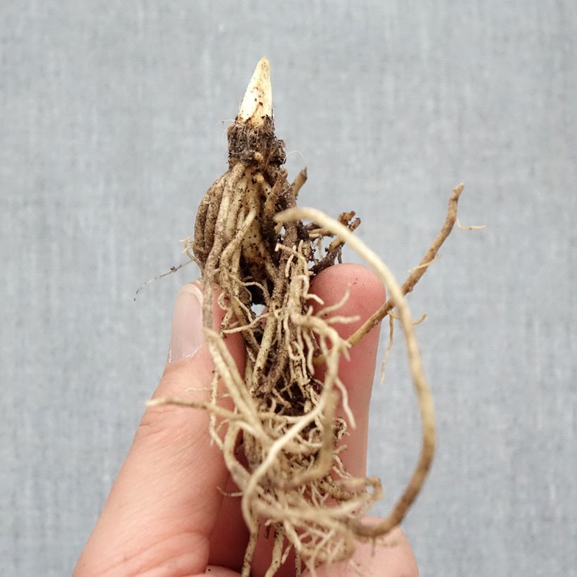 Amostra de Hosta Ki Ren Jyaku Petites Racines nues tal como entregue no inverno