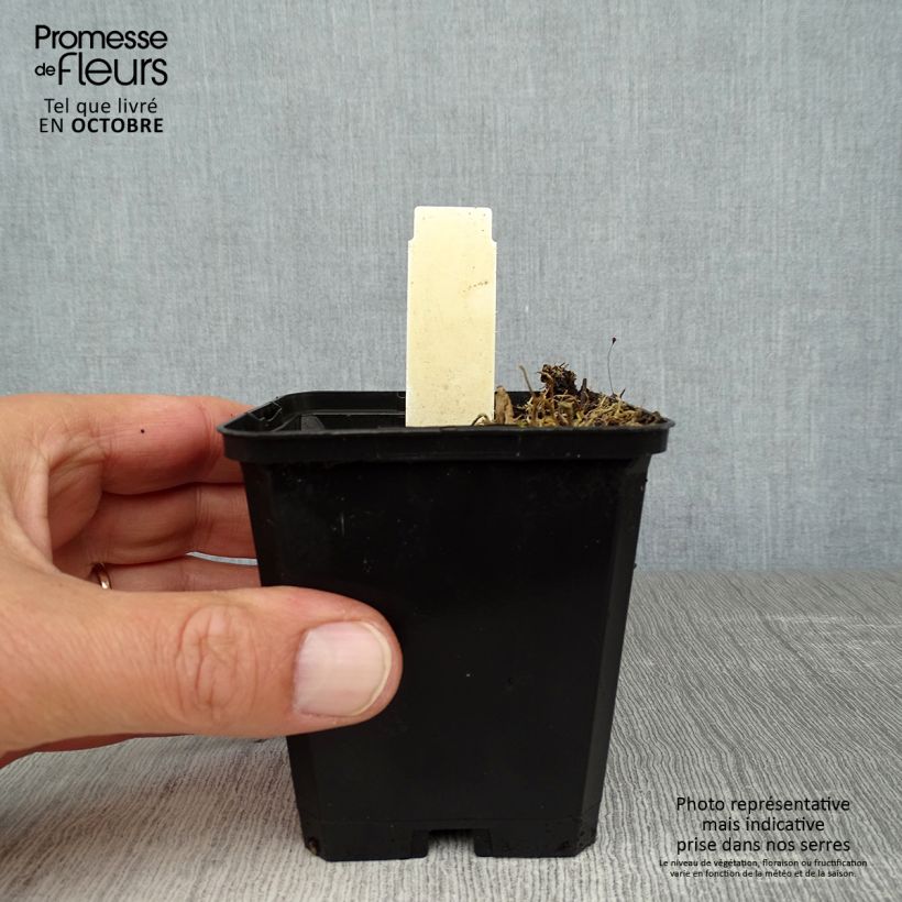 Amostra de Hosta nigrescens Krossa Regal Vaso de 8/9 cm tal como entregue no outono