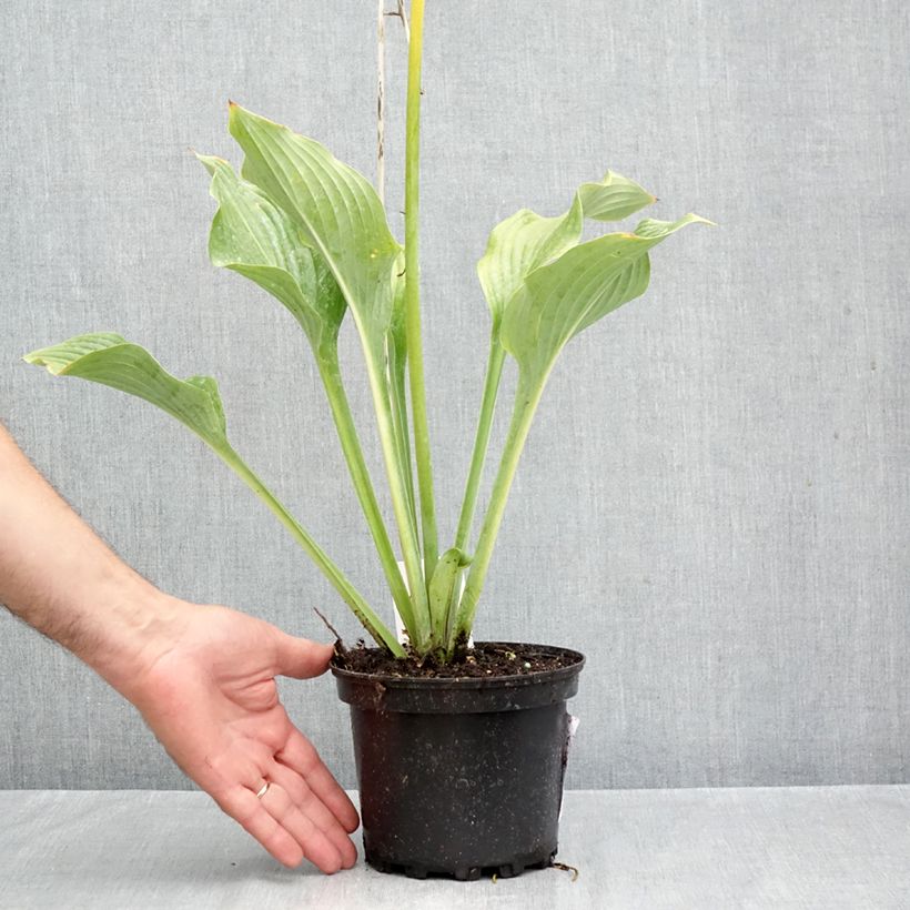 Amostra de Hosta nigrescens Krossa Regal Vaso de 2 L/3 L tal como entregue no outono